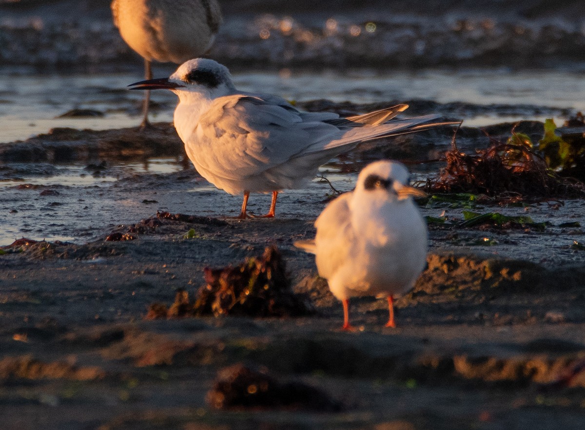 Forster's Tern - ML644778570