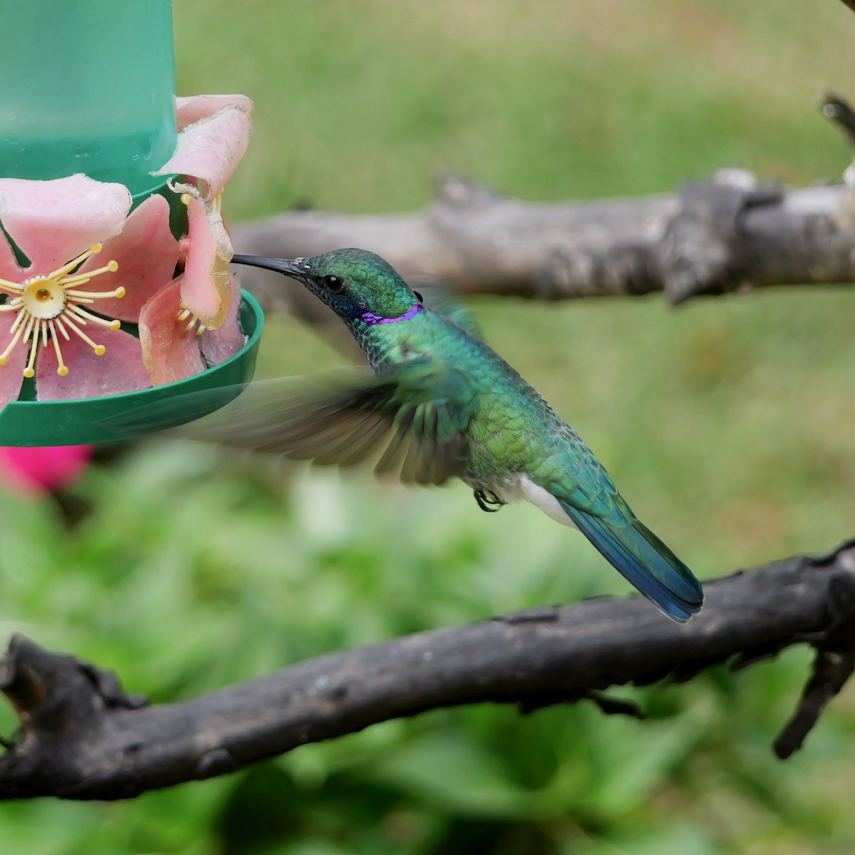 White-vented Violetear - ML644778571