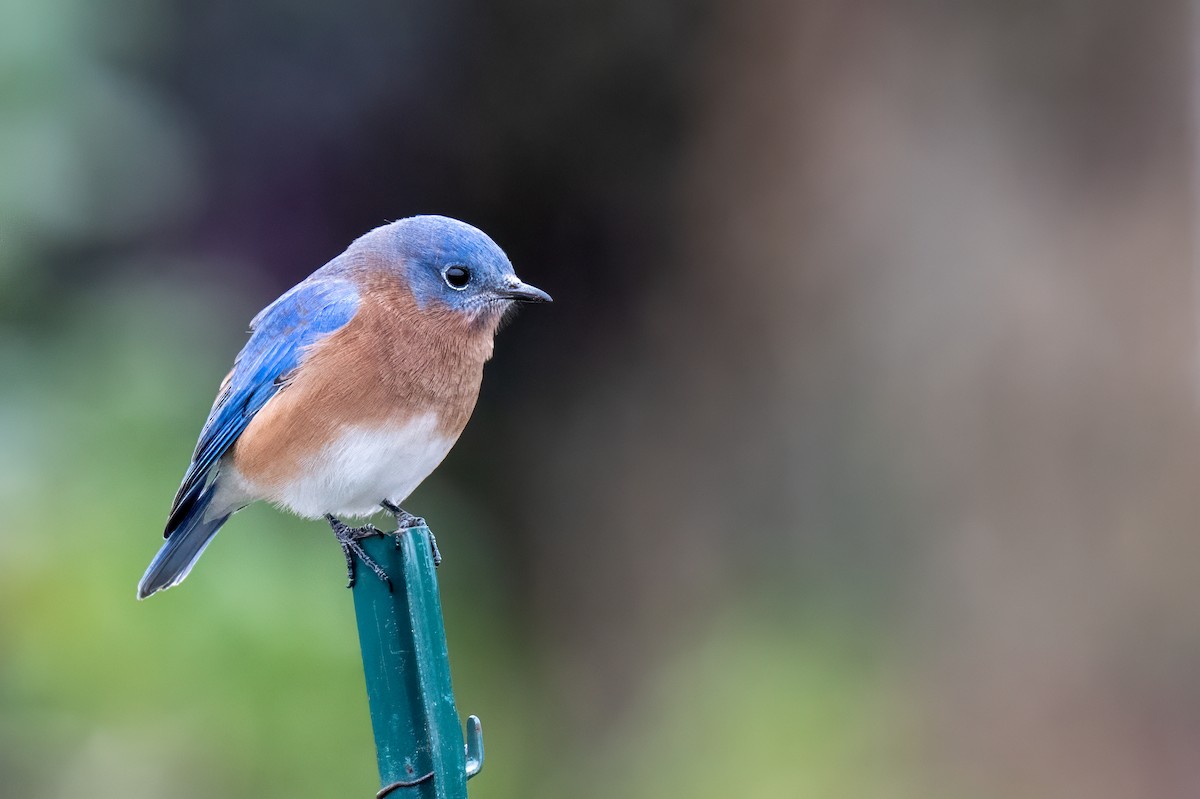 Eastern Bluebird - ML644778572