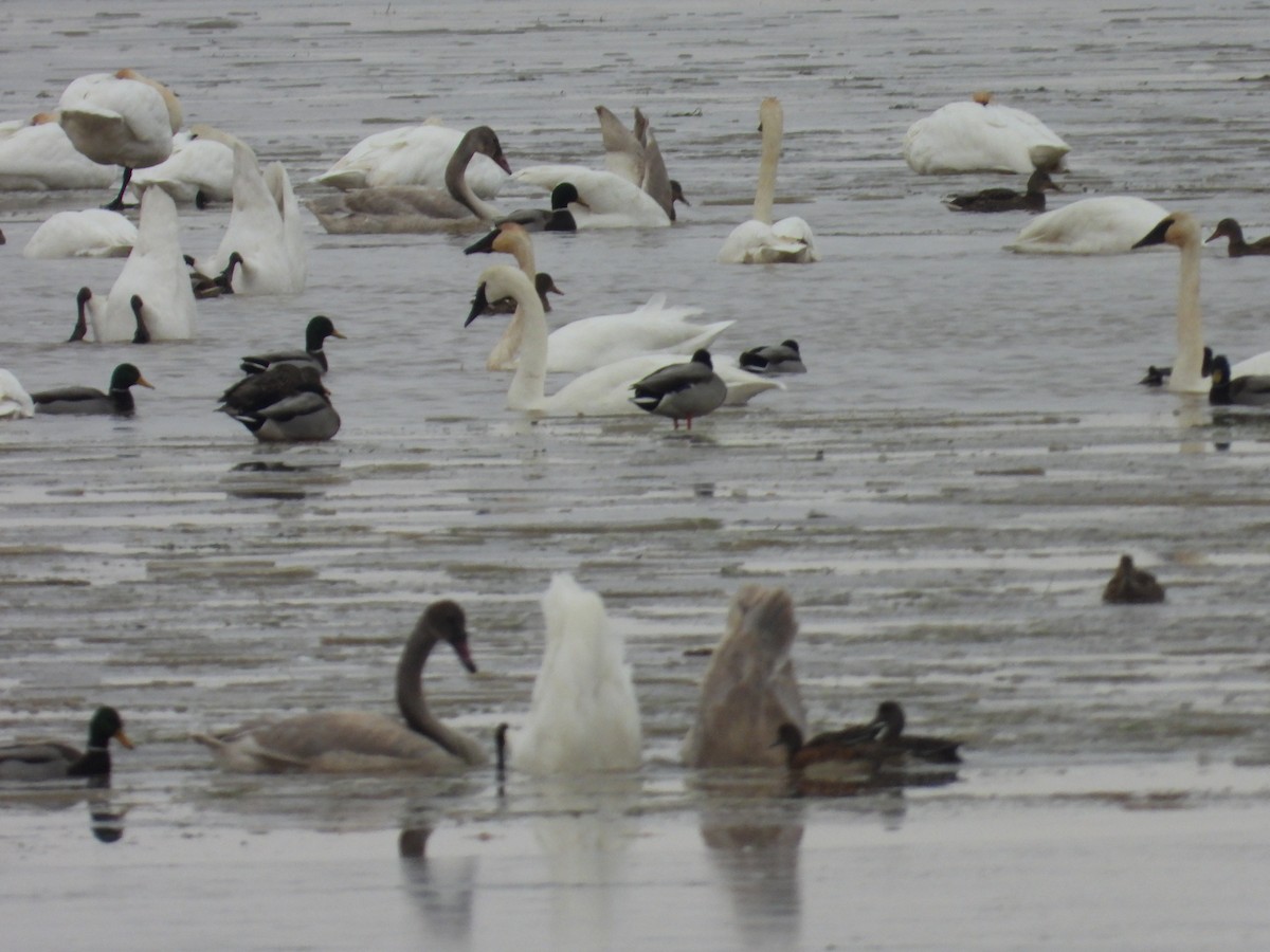 Mallard - ML644778573