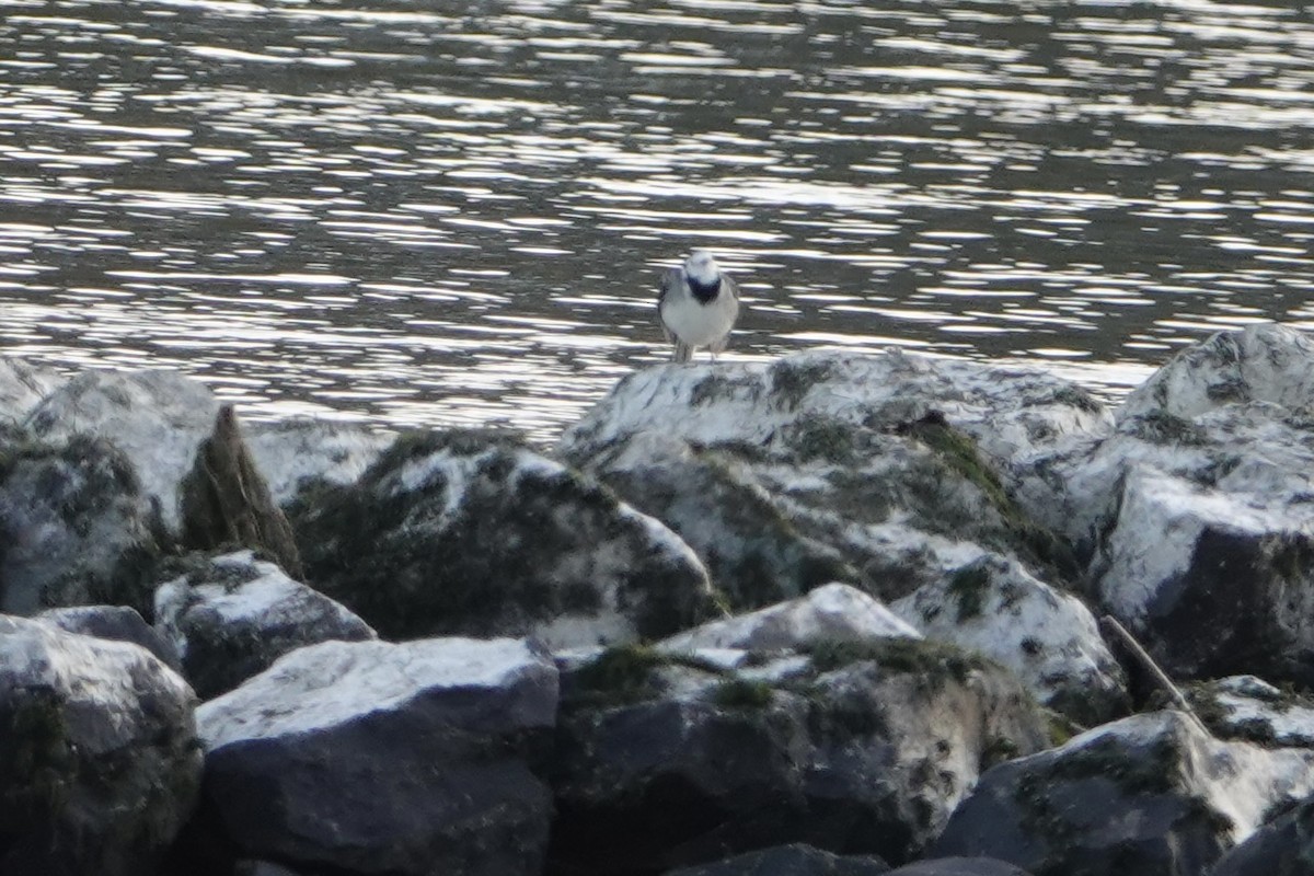 נחליאלי לבן - ML644778577