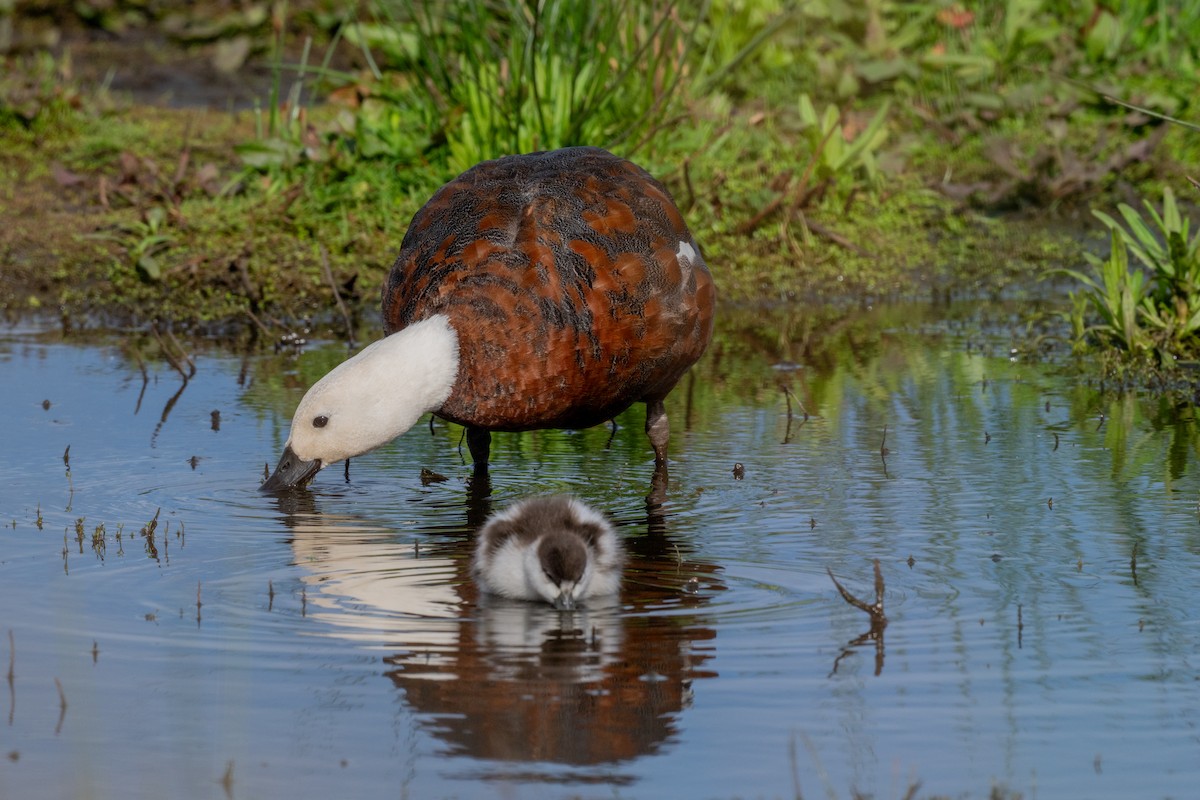 Paita maoria - ML644778578