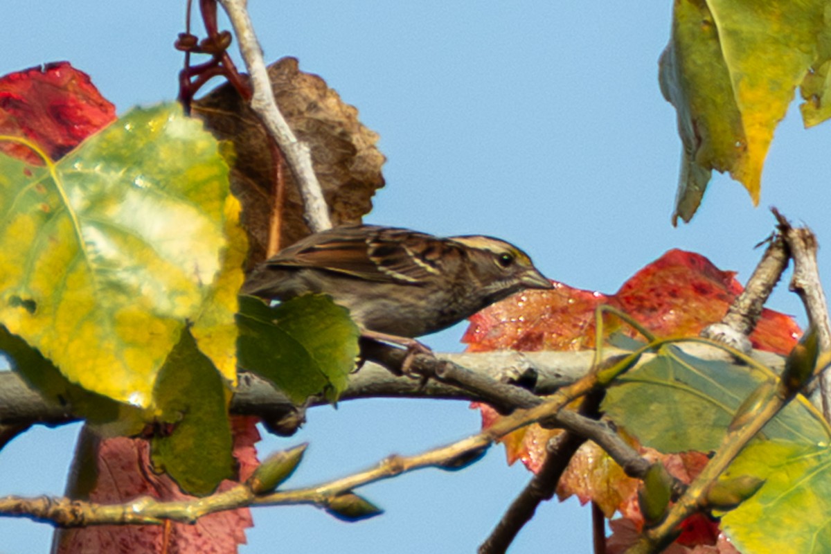 White-throated Sparrow - ML644778580