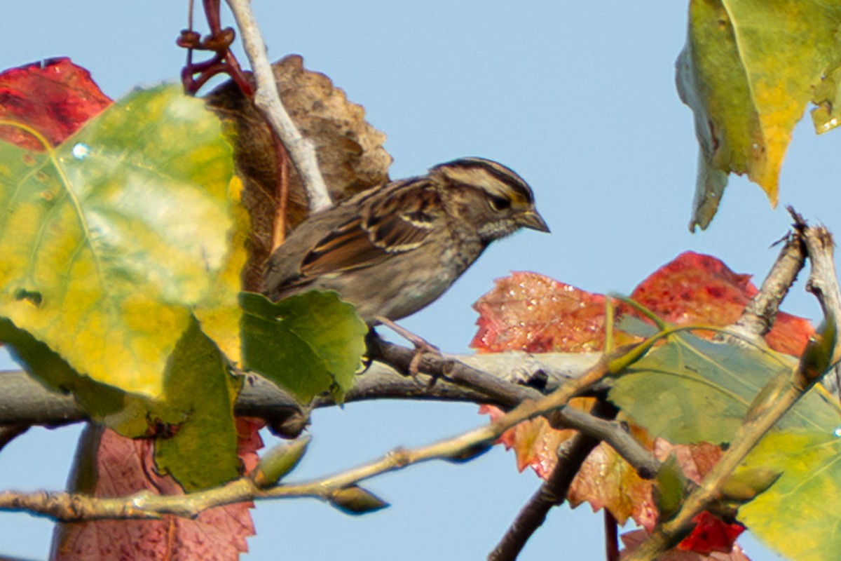 White-throated Sparrow - ML644778581