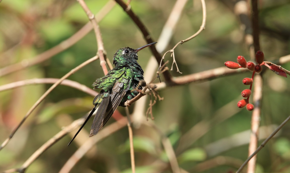 Cuban Emerald - ML644778583
