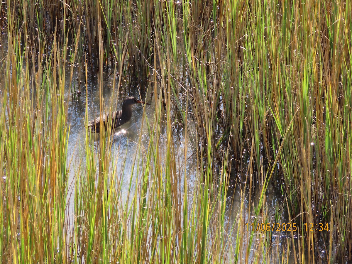 Clapper Rail - ML644778585