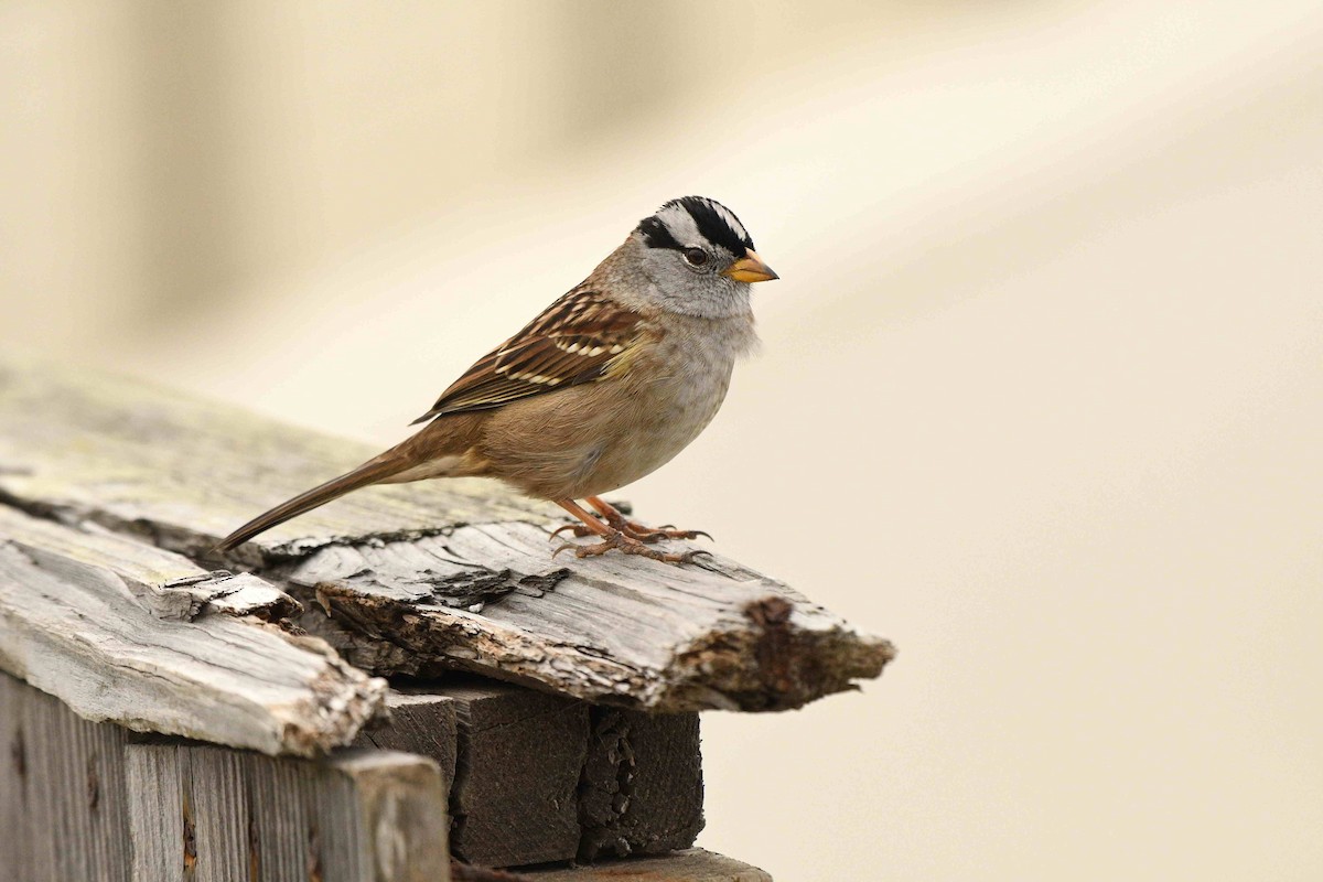 White-crowned Sparrow - ML644778588
