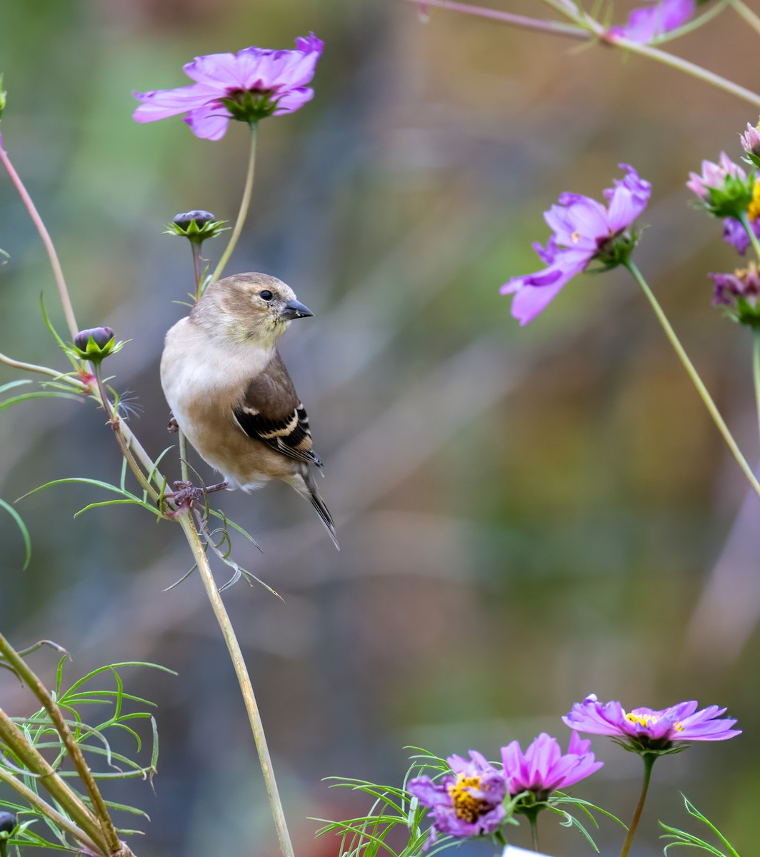 American Goldfinch - ML644778589
