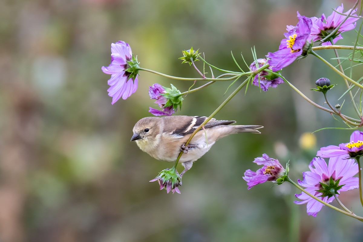 American Goldfinch - ML644778590