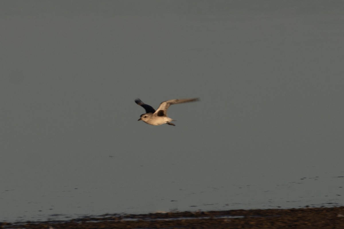 灰斑鴴 - ML644778591