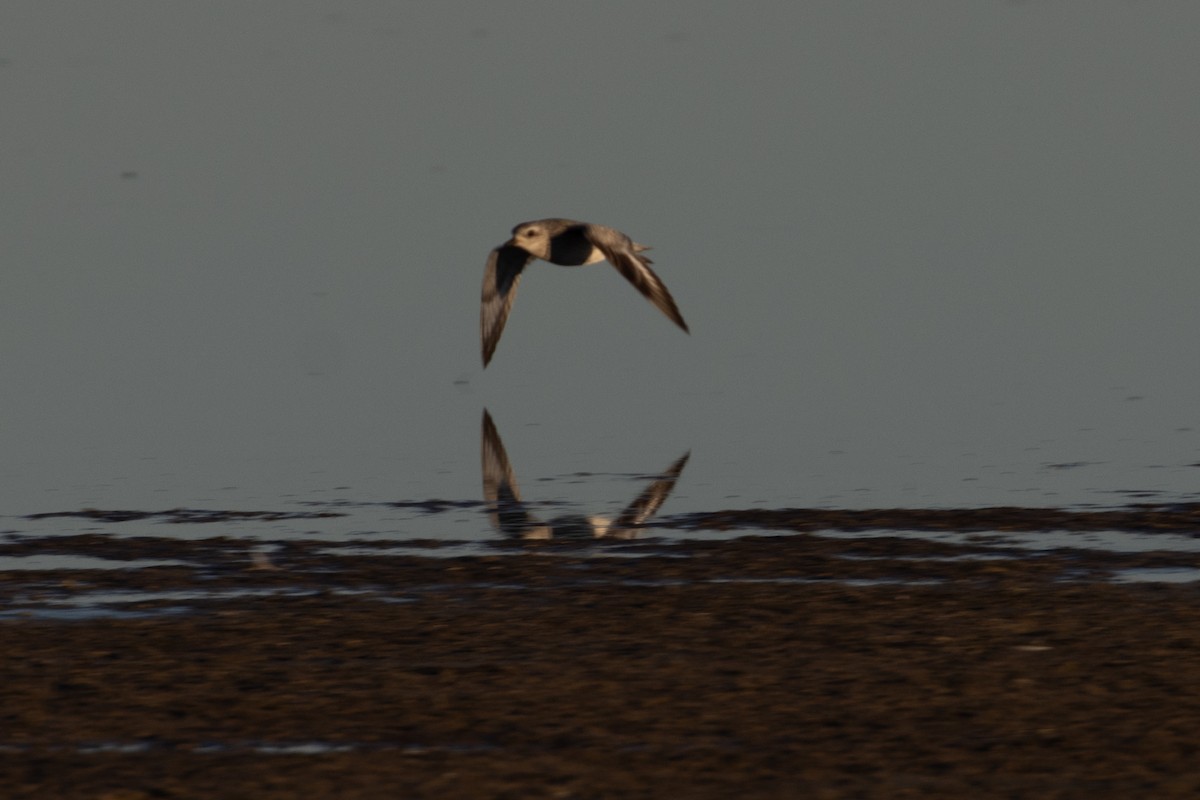 灰斑鴴 - ML644778592