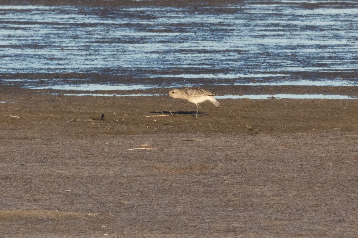 灰斑鴴 - ML644778593