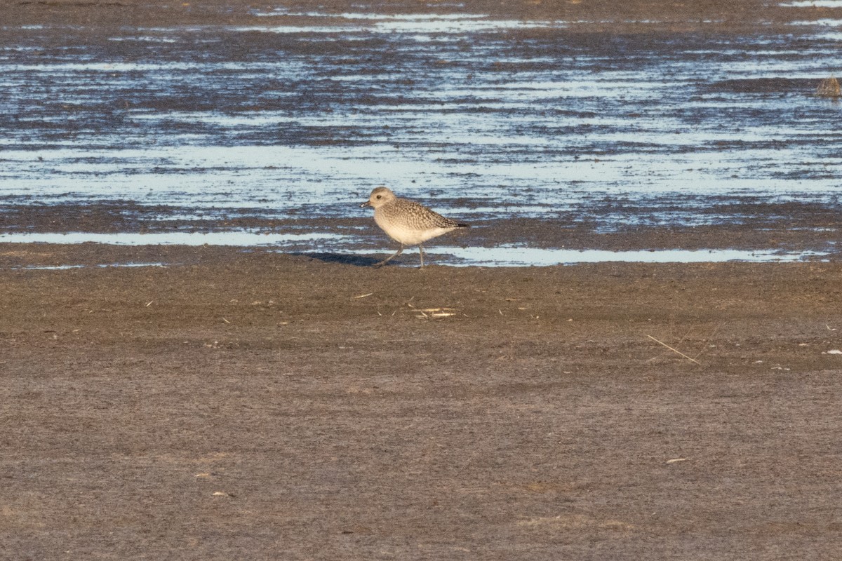 灰斑鴴 - ML644778594