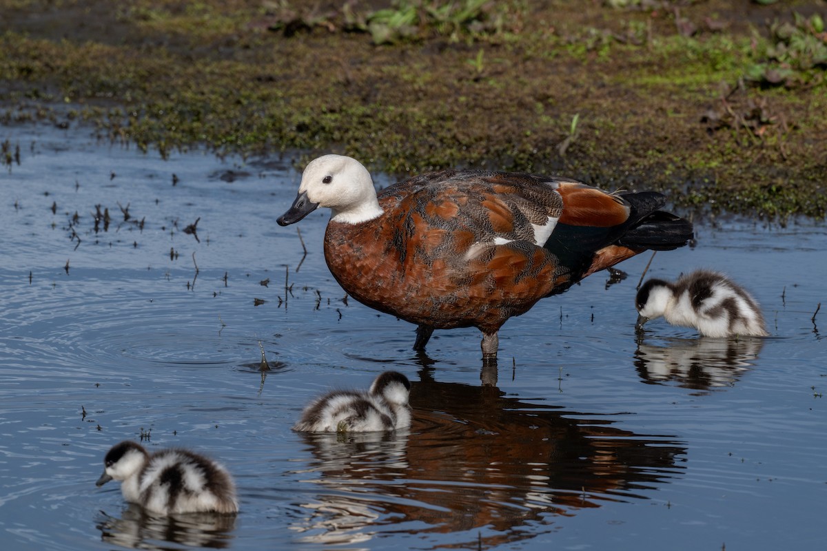 Paita maoria - ML644778595