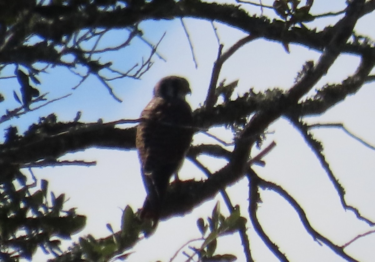 American Kestrel - ML644778596