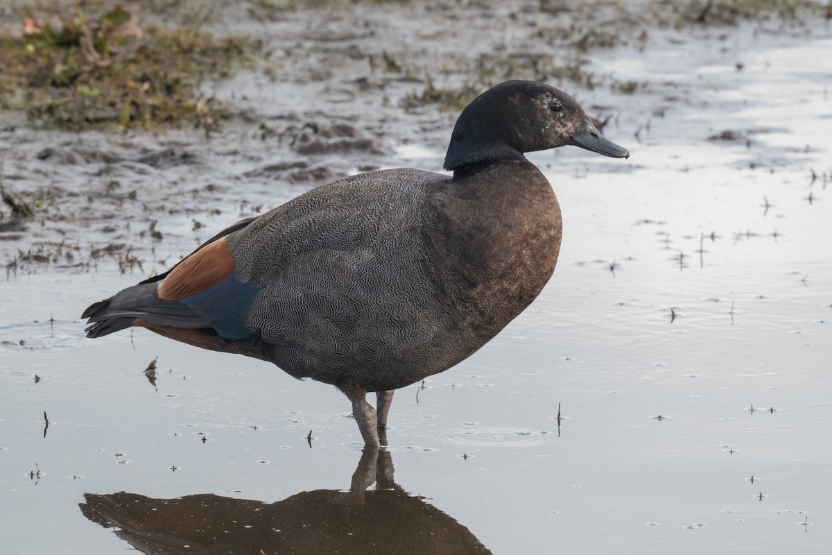 Paita maoria - ML644778600