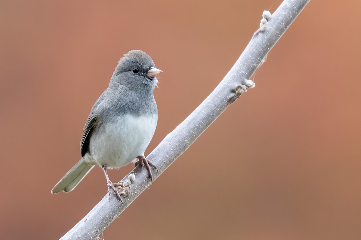 Dark-eyed Junco - ML644778612