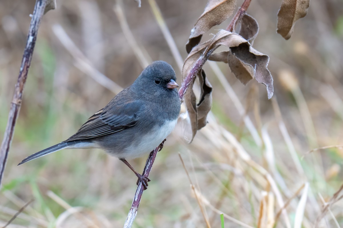 Dark-eyed Junco - ML644778614