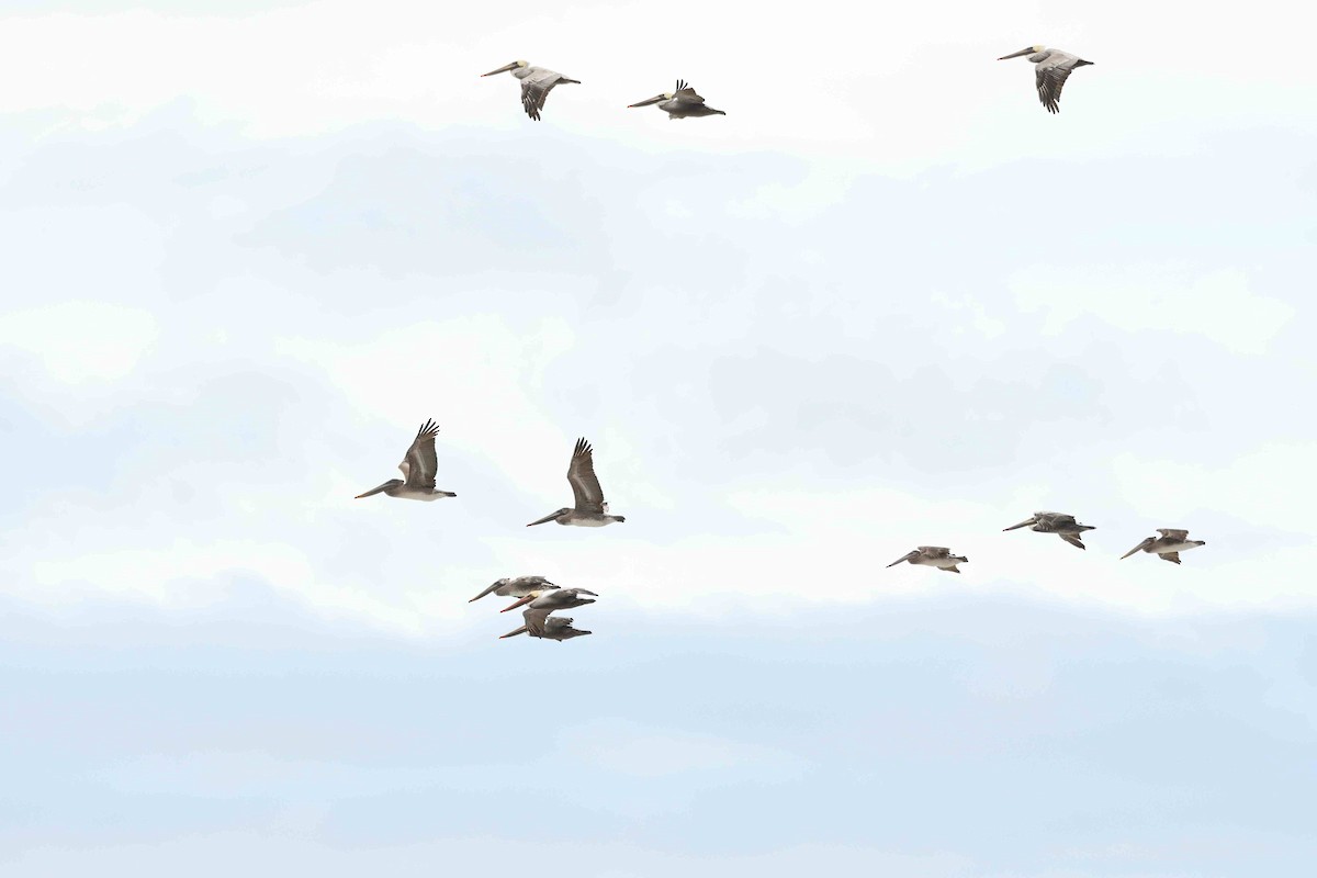 Brown Pelican - ML644778616