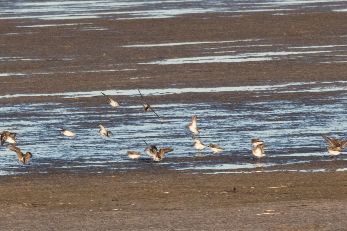 Least Sandpiper - ML644778617