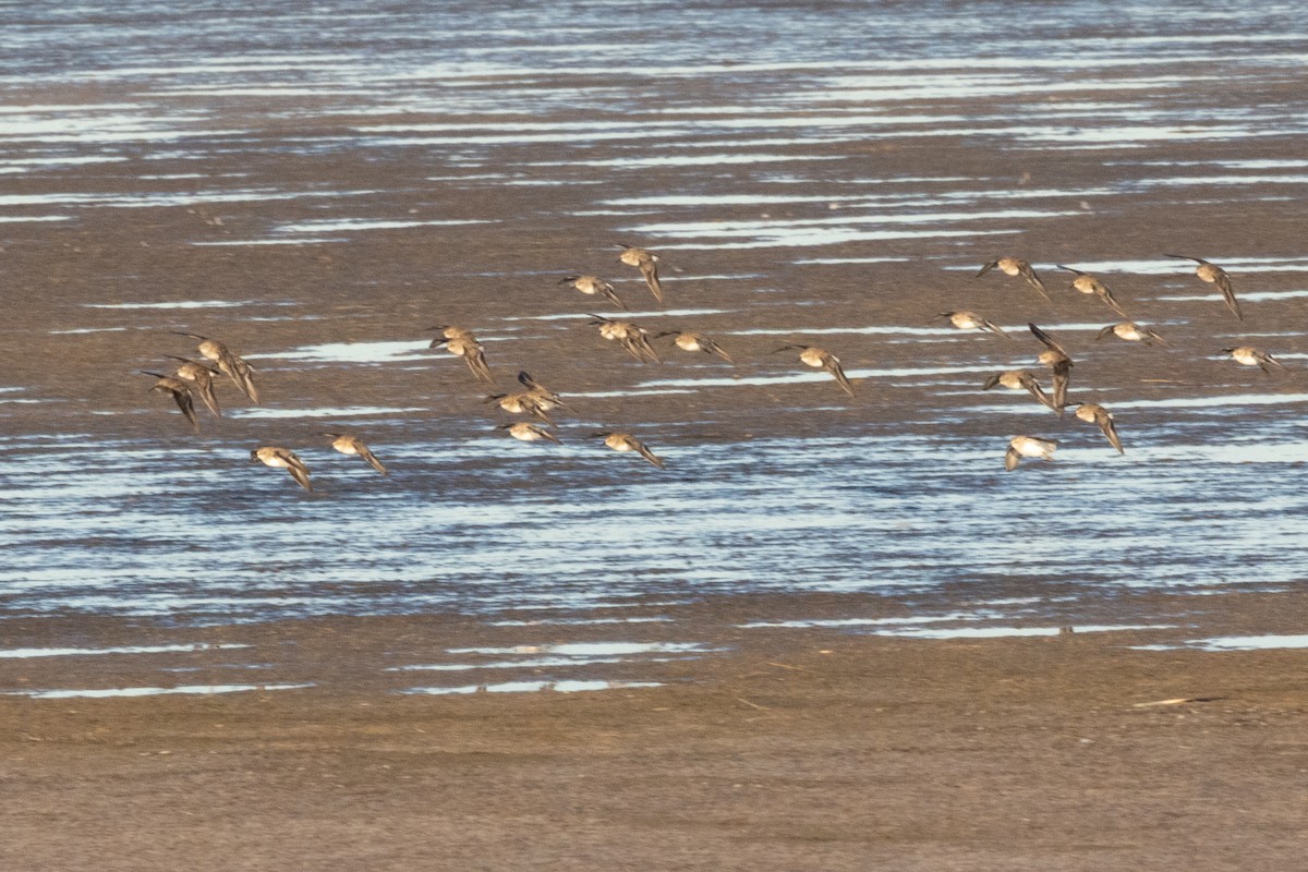 Least Sandpiper - ML644778618