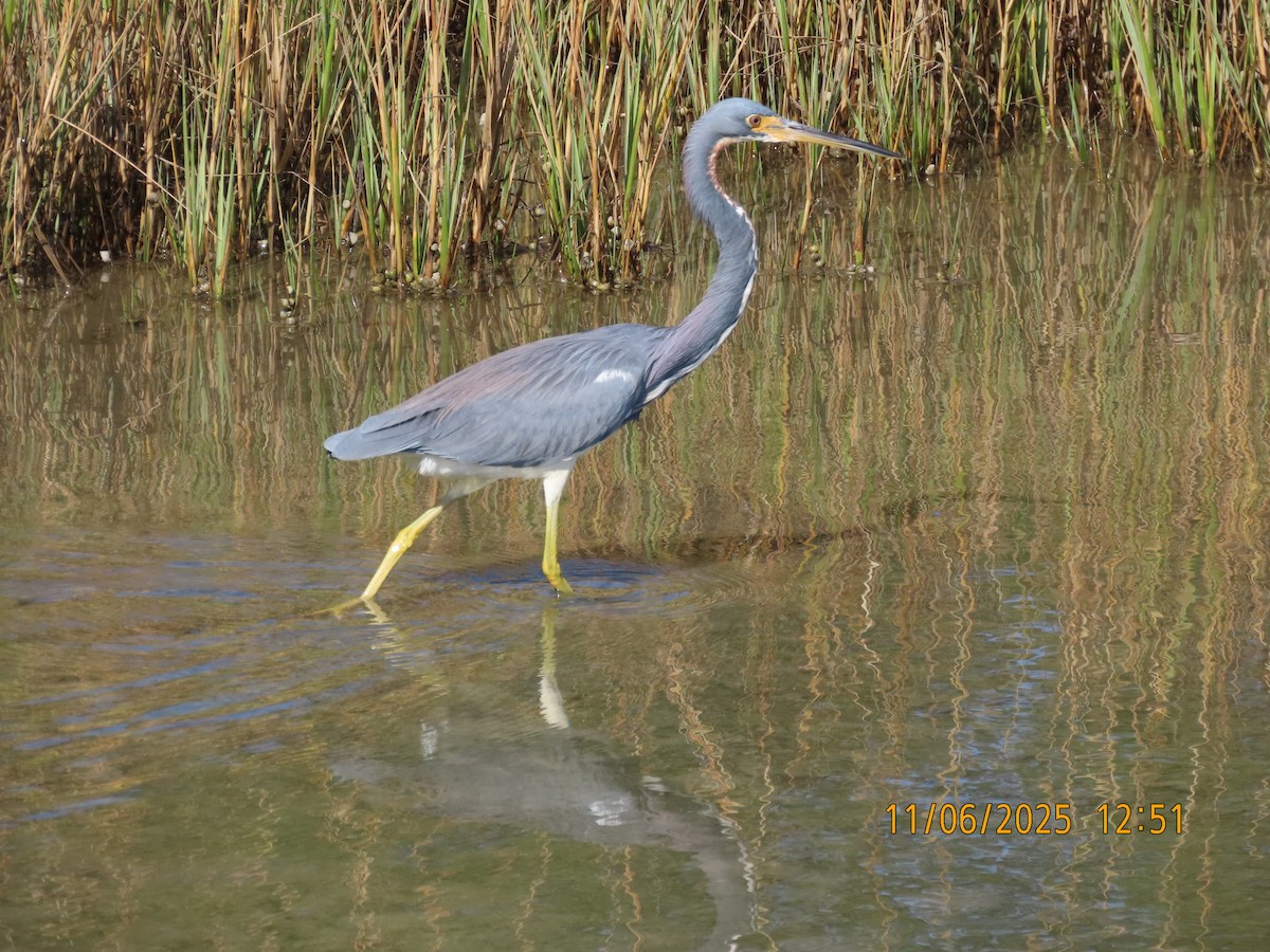 Tricolored Heron - ML644778619