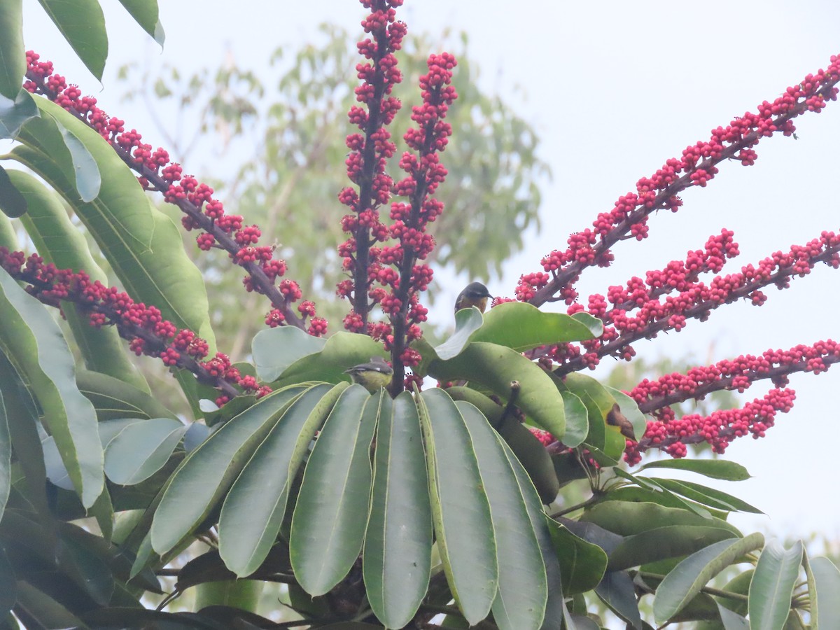 Bananaquit - ML644778620