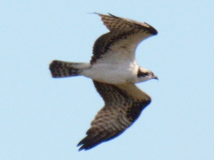 魚鷹(carolinensis) - ML644778621