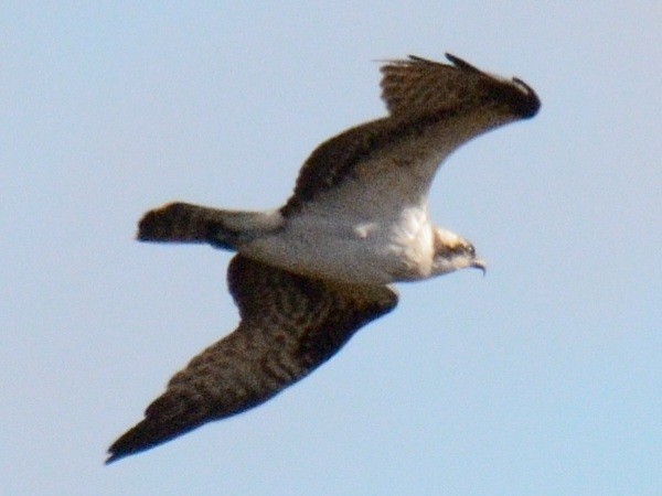 魚鷹(carolinensis) - ML644778622