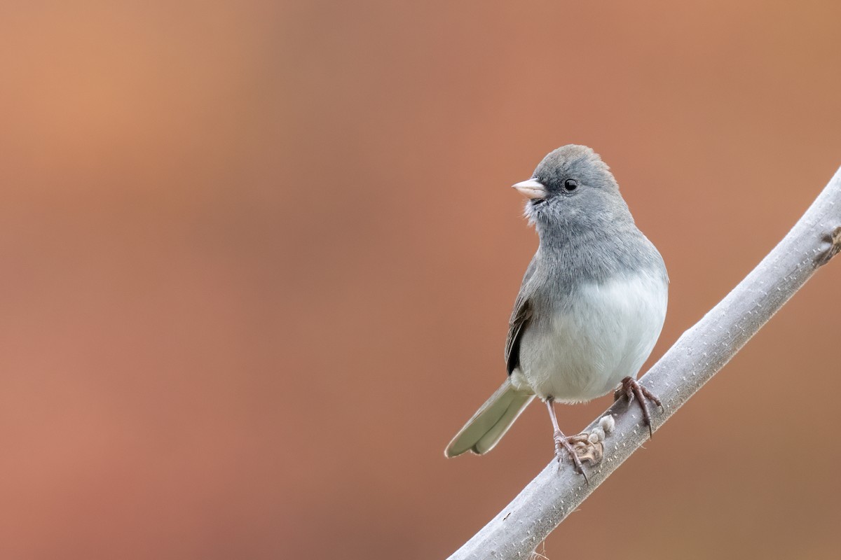 Dark-eyed Junco - ML644778627