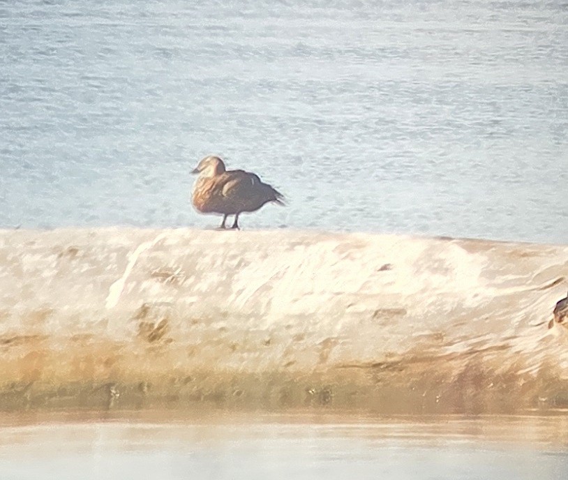 Гага-гребенушка - ML644778628