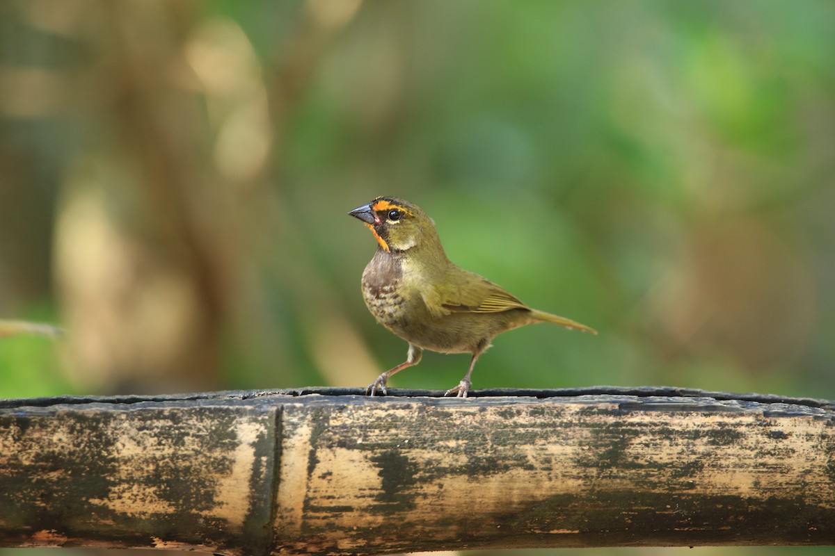 Yellow-faced Grassquit - ML644778646