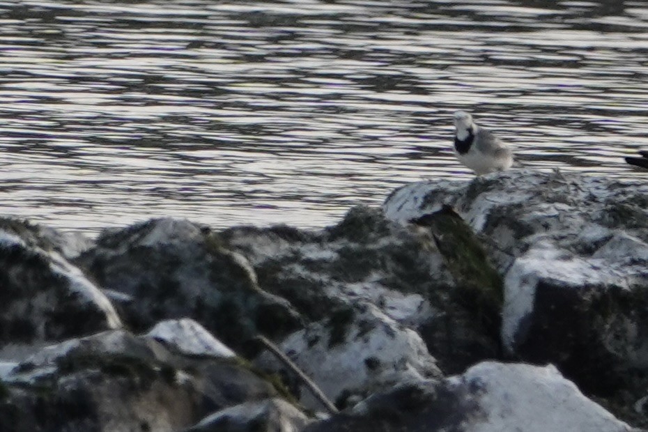 נחליאלי לבן - ML644778653