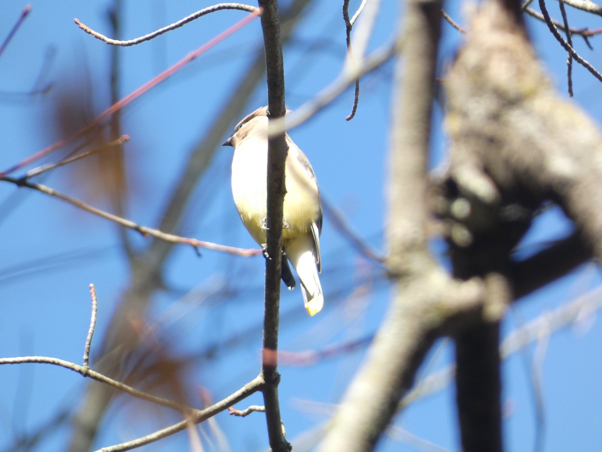 Cedar Waxwing - ML644778664