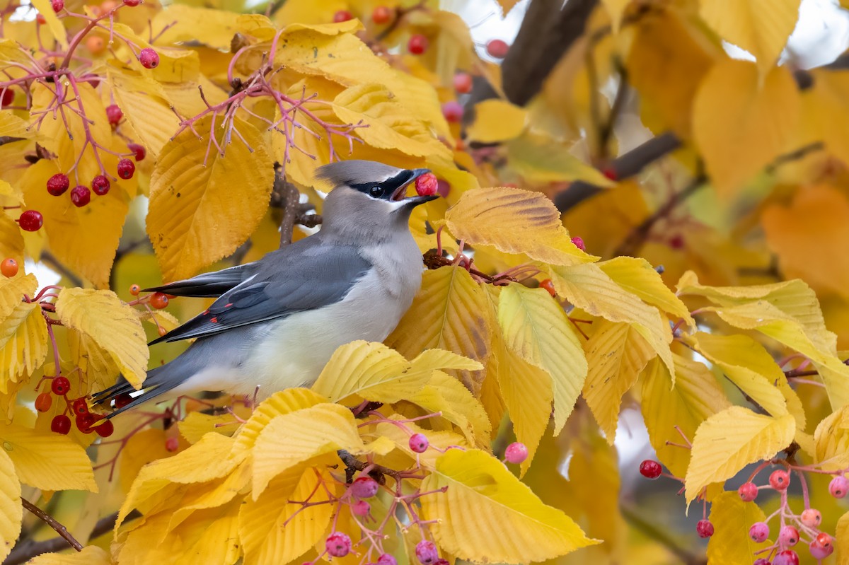 Jaseur d'Amérique - ML644778668