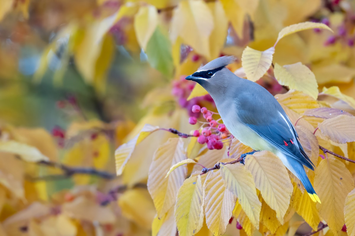 Jaseur d'Amérique - ML644778670