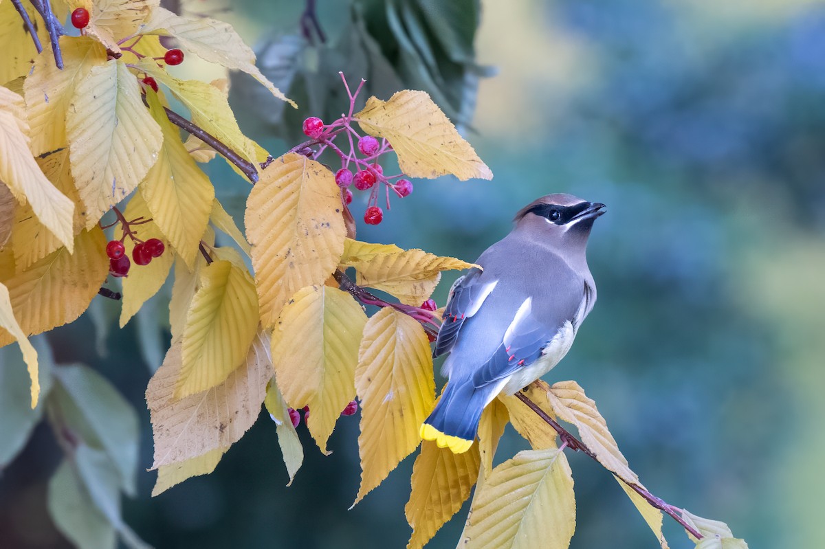 Jaseur d'Amérique - ML644778671