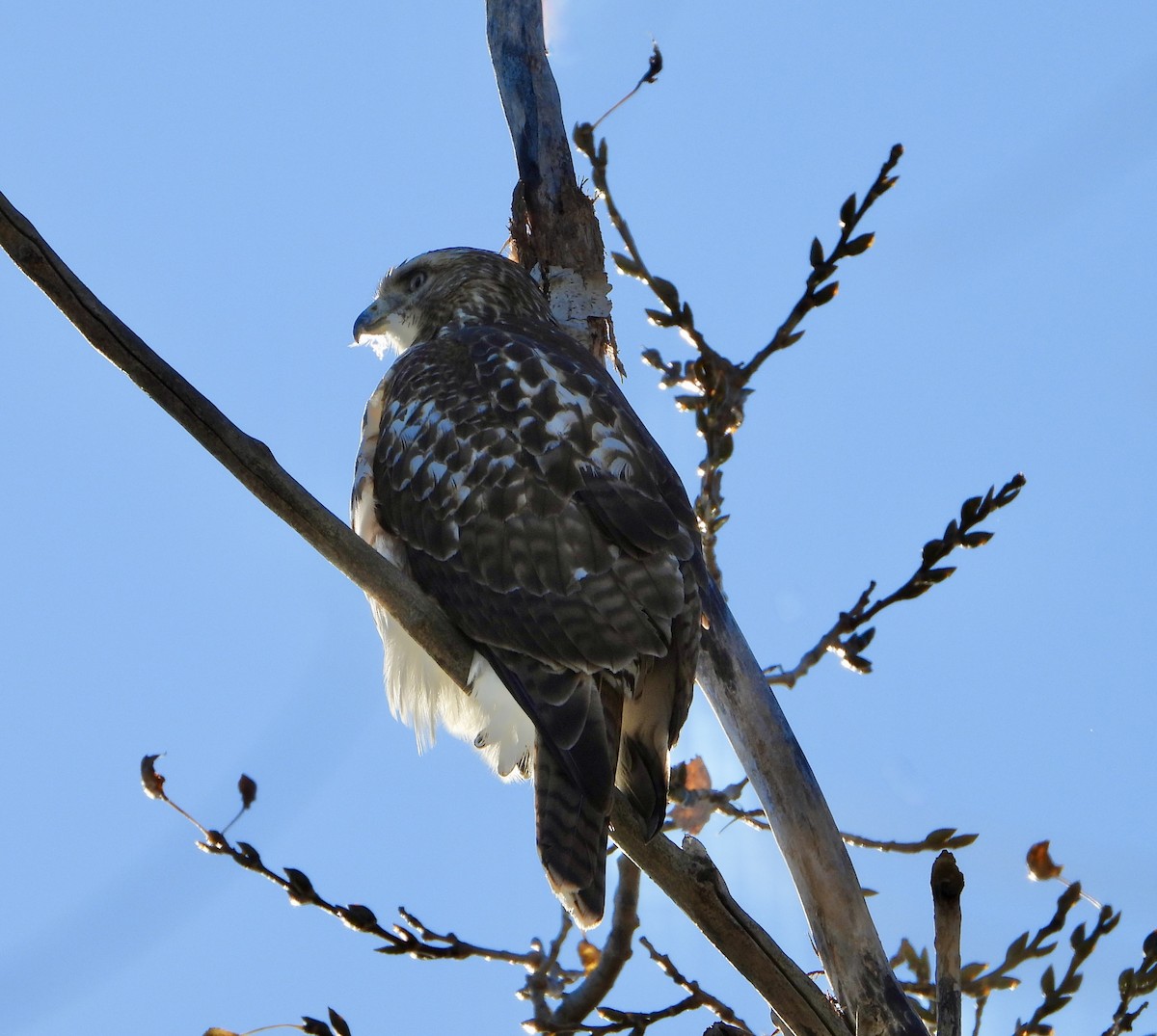 Red-tailed Hawk - ML644778676