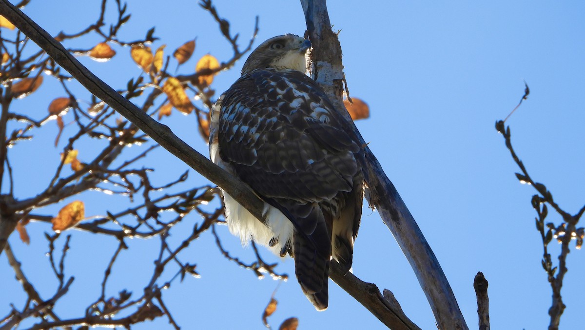 Buse à queue rousse - ML644778677