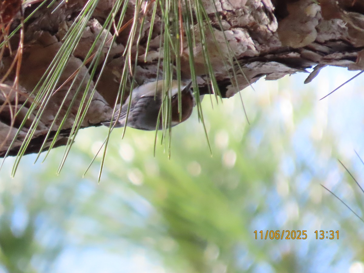 Brown-headed Nuthatch - ML644778678