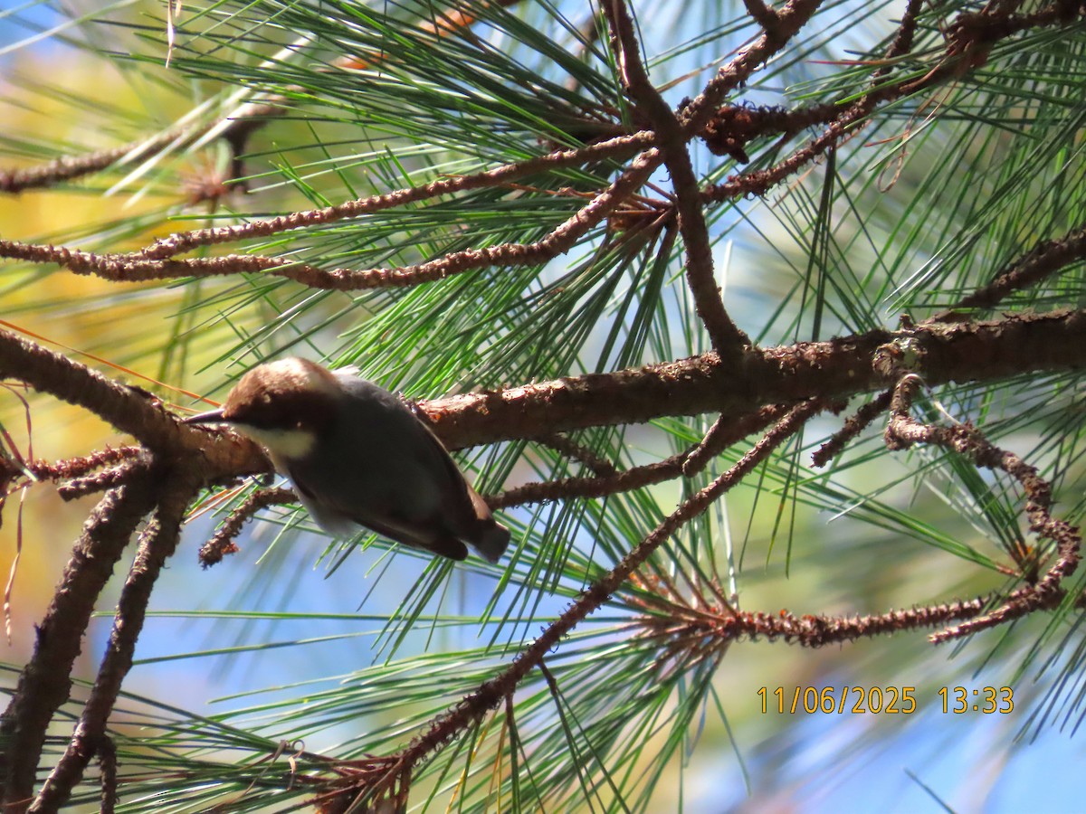 Sittelle à tête brune - ML644778679