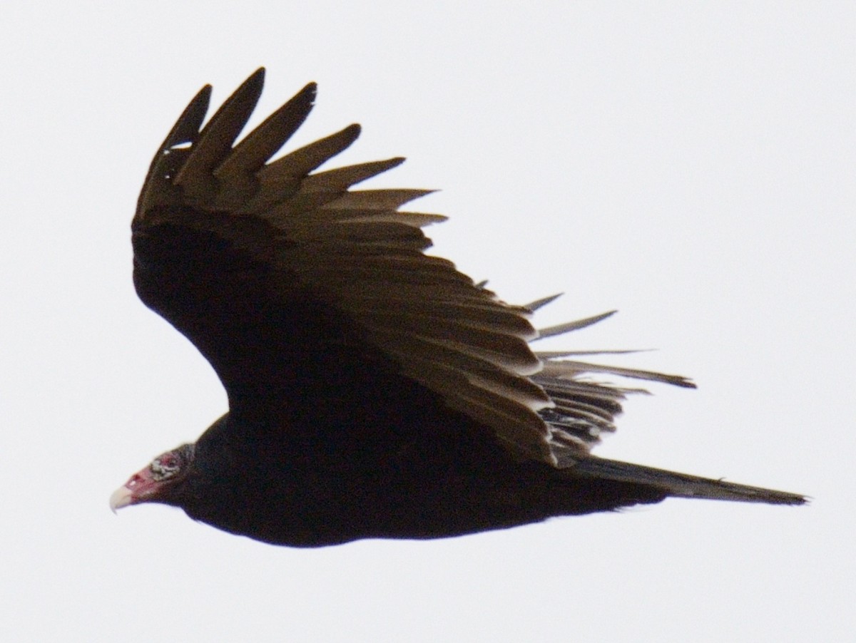 Urubu à tête rouge - ML644778680