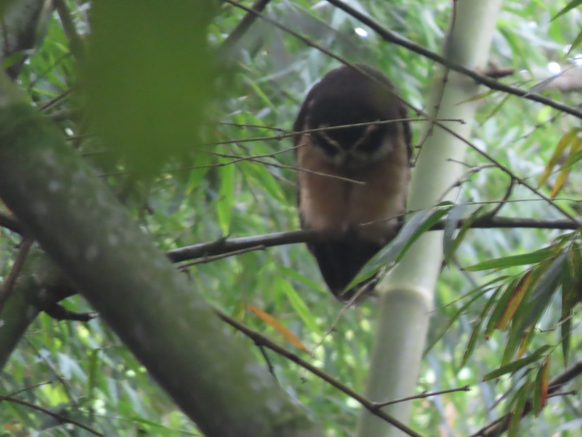 Chouette à lunettes - ML644778681