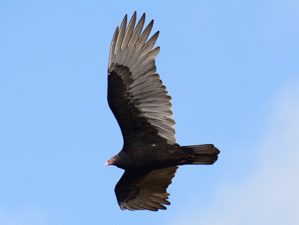 Urubu à tête rouge - ML644778682