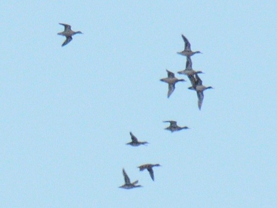 anatidé sp. (canard sp.) - ML644778689