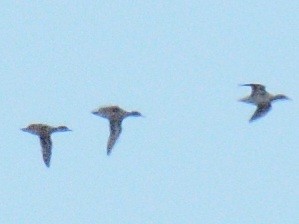 anatidé sp. (canard sp.) - ML644778690