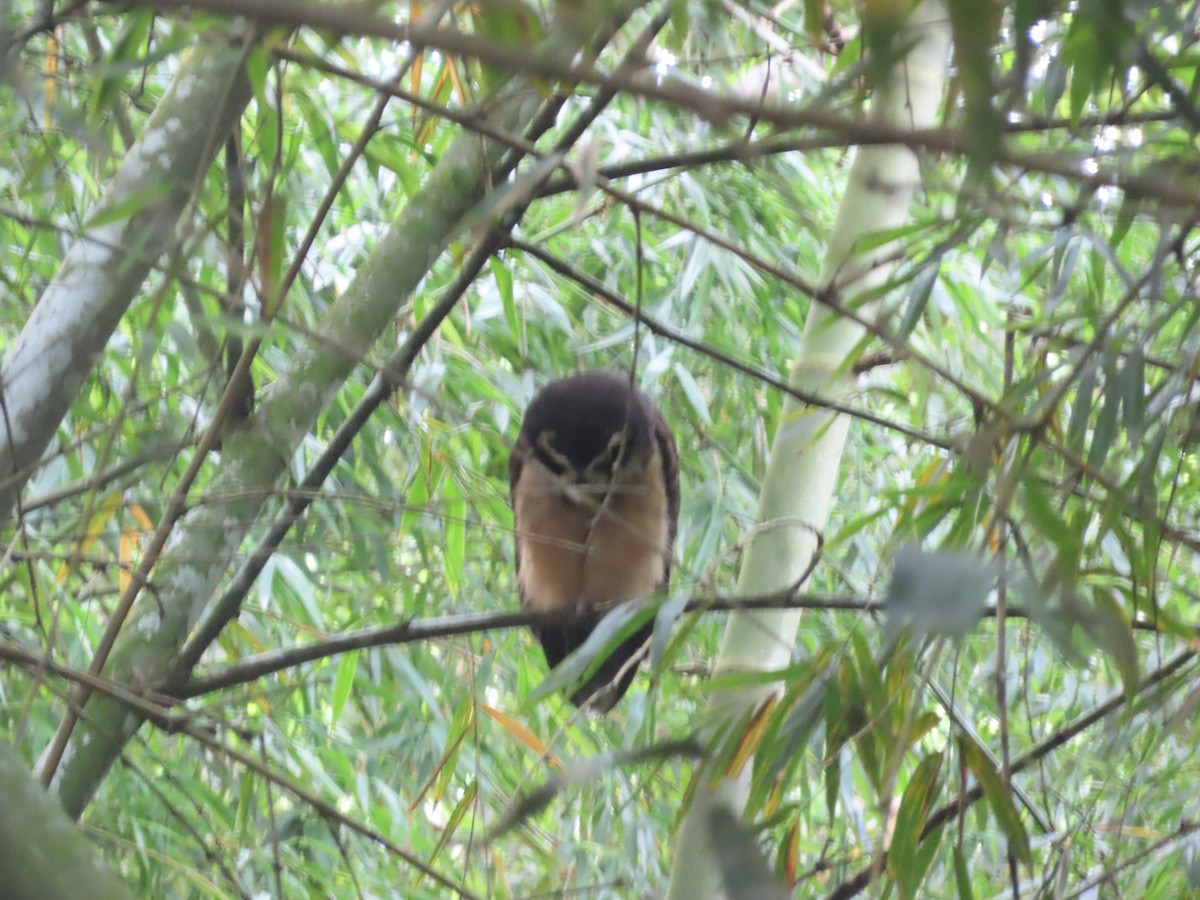 Chouette à lunettes - ML644778691