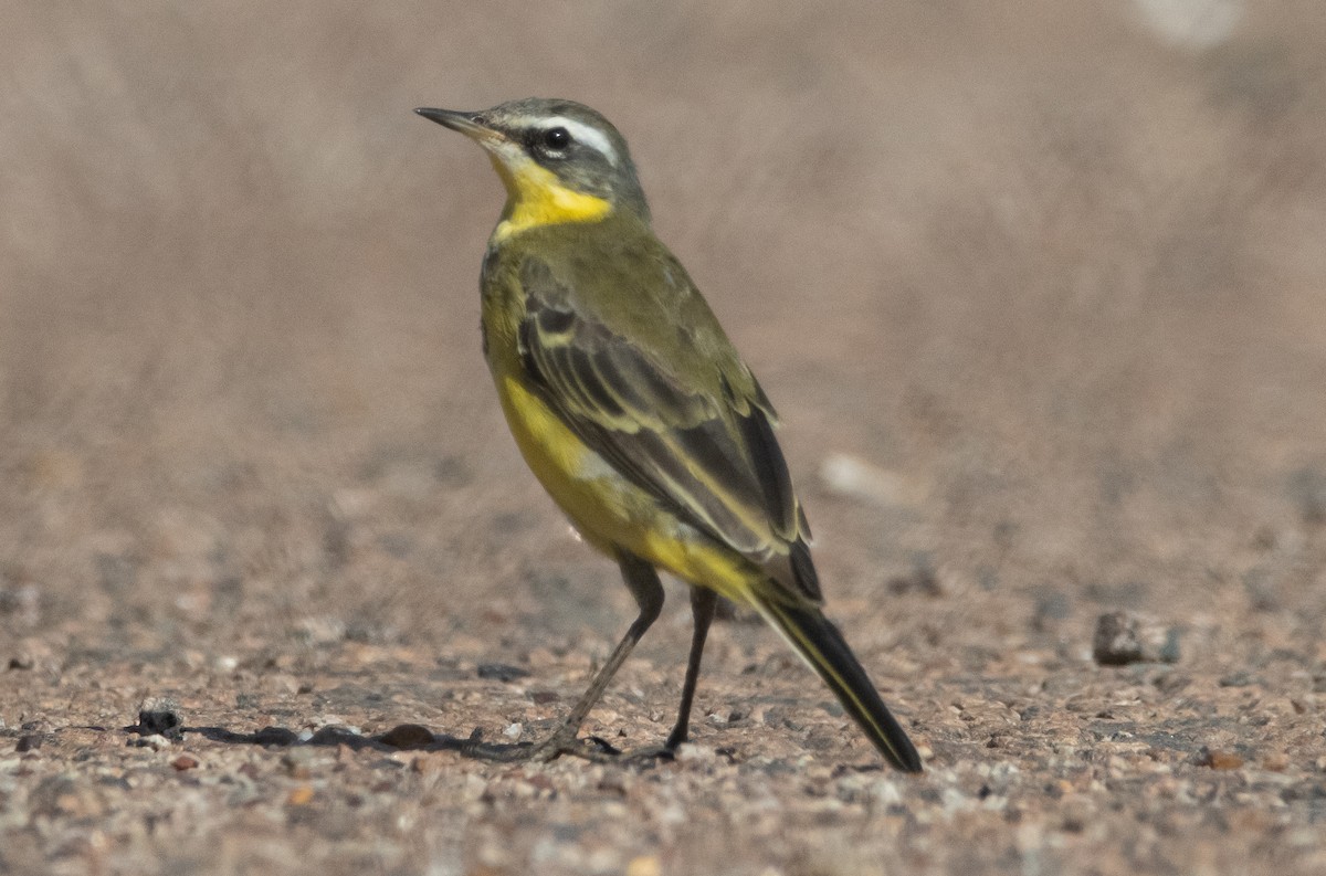 Bergeronnette de Béringie (tschutschensis/plexa) - ML644778692
