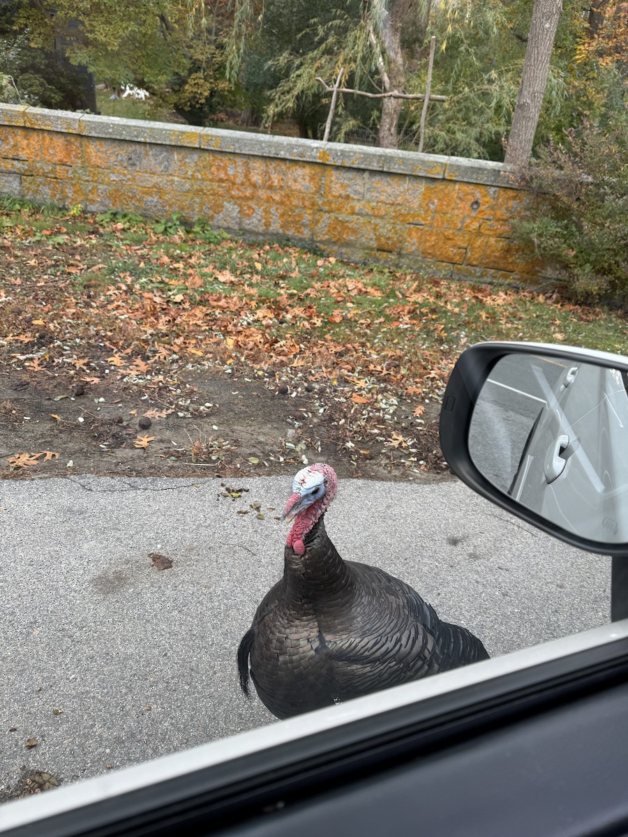 Dindon sauvage - ML644778693