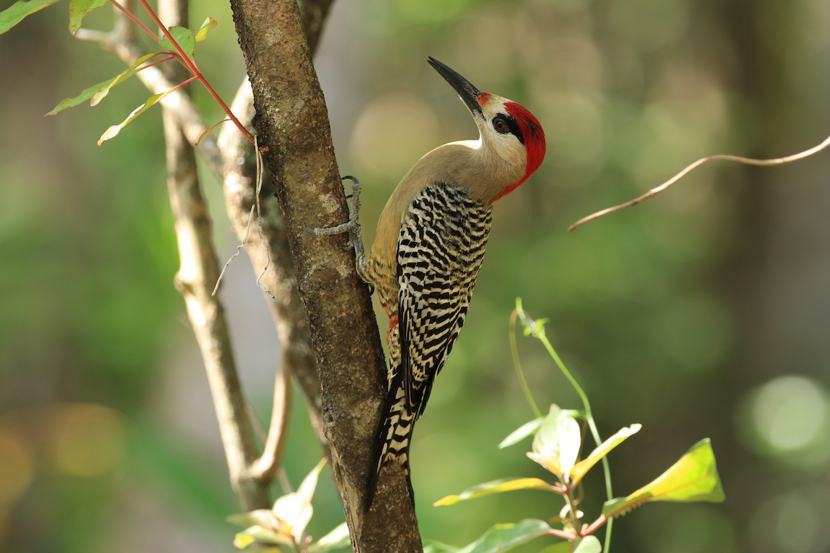 Pic à sourcils noirs - ML644778695